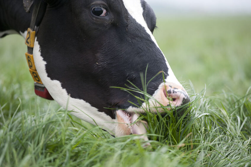 NIRS device to measure nutrient in pasture. Photo: RBI