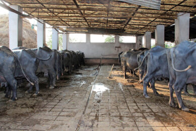 Indian dairy: Big, but still traditional. Photos: Martijn Knuivers