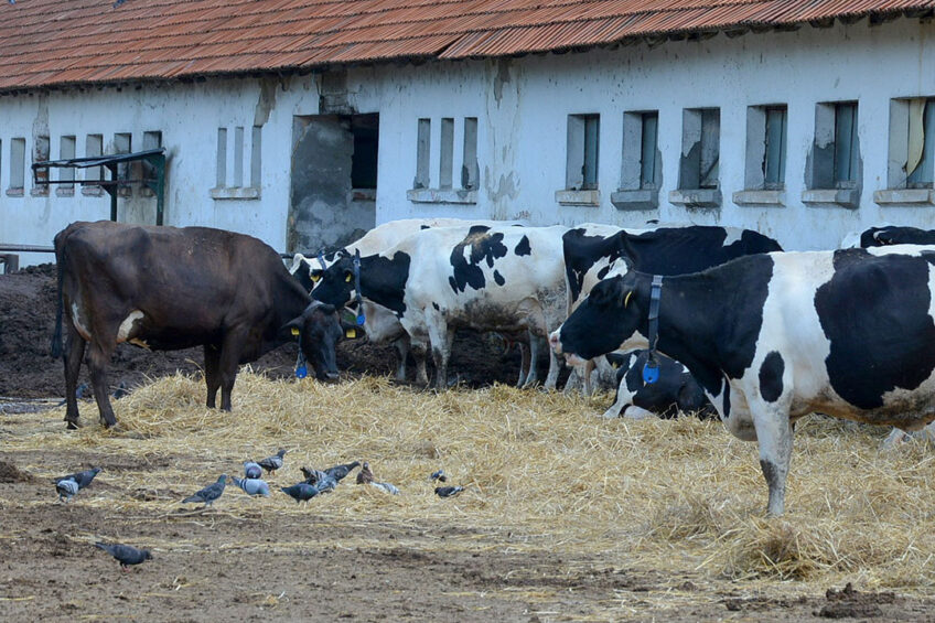 Pigeons have been reported to acquire and recirculate pathogens, including Salmonella, on dairy farms. Photo: Chris McCullough