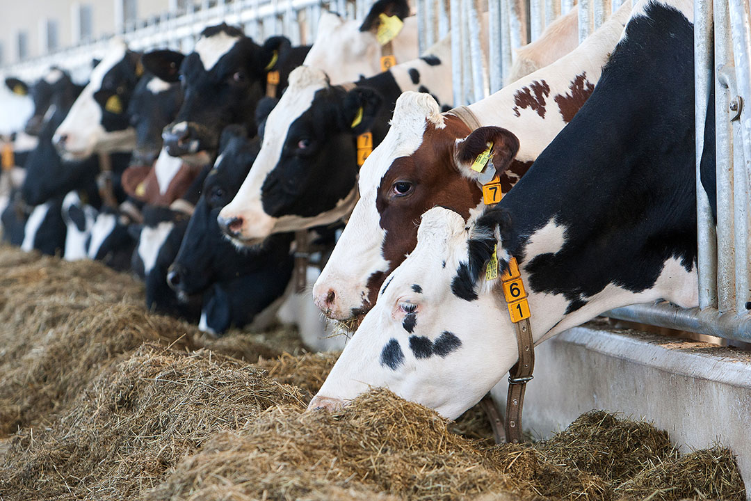 Precision feeding and dynamic nutrients in dairy cows - Dairy Global
