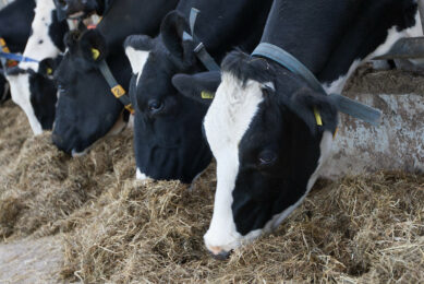 How feeding affects cow health. Photo: Ronald Hissink