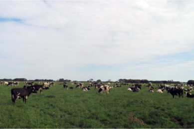 Strong focus on cow fertility at Aussie farm
