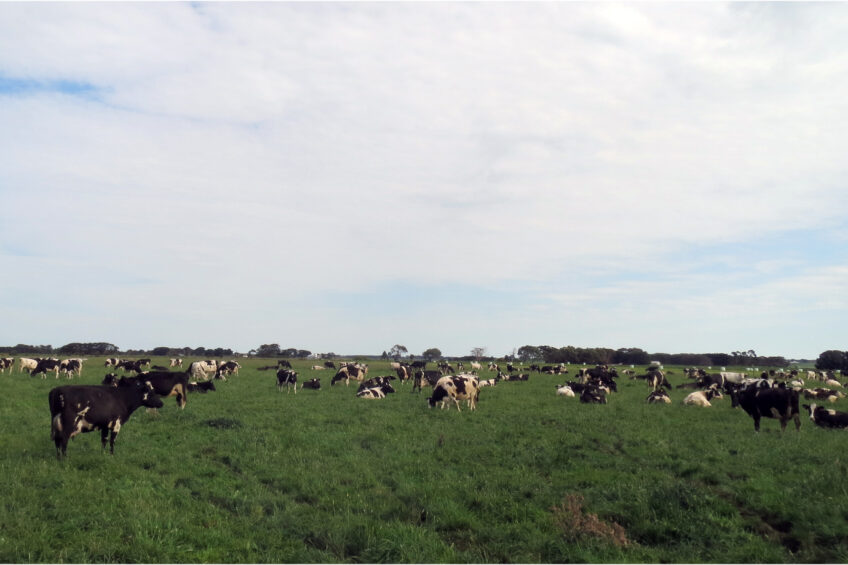 Strong focus on cow fertility at Aussie farm