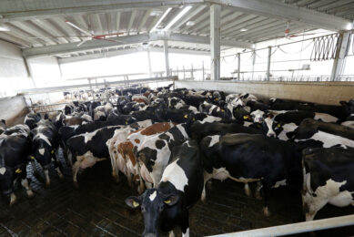 When do cows have the need to huddle? Photo: Henk Riswick