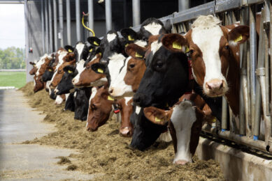Dairy cow herd
