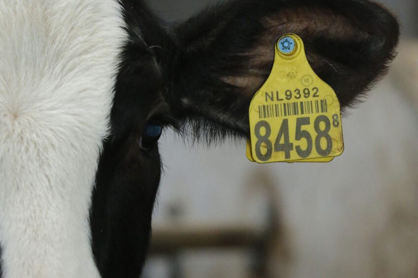 Microalgae is ideal for improving the growth performance in calves. Photo: Henk Riswick