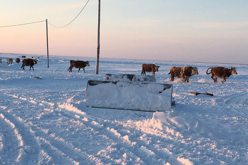 Permafrost is melting in the north of Russia and more land is expected to be freed from snow and ice in Russian Siberia in the coming years. Photo: Vladislav Vorotnikov