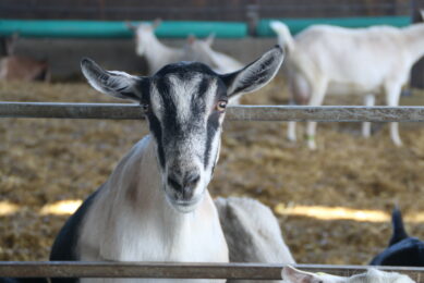 Naturally cheese can be made from goat s milk and many consumers are attracted to it as it is much lower in energy than dairy cheese. Photo: Stuart Lumb