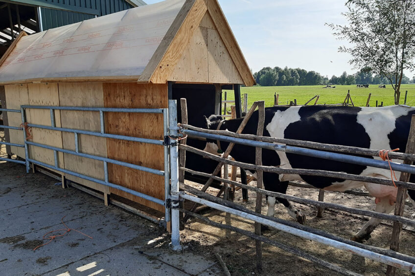 Cows enter the fly trap at the Verhoef dairy farm. Photo: Teus verhoeff