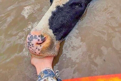 A kayaker tries to lead a cow to safety. Photo: Oscar Watson-Sutherland