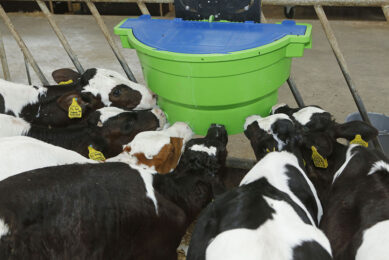 Give newborn calves enough extra water. Photo: Henk Riswick