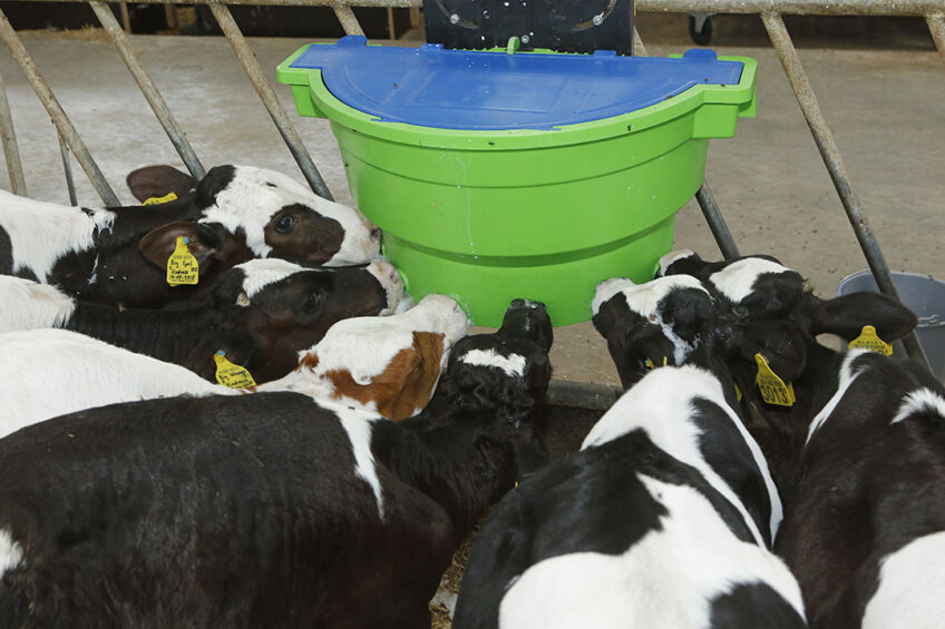Give newborn calves enough extra water. Photo: Henk Riswick