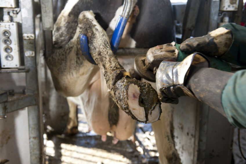 Hoof health: Working on the silver bullet. Photo: Mark Pasveer