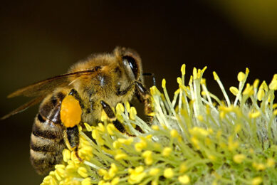 UK dairy farmers promoting insects