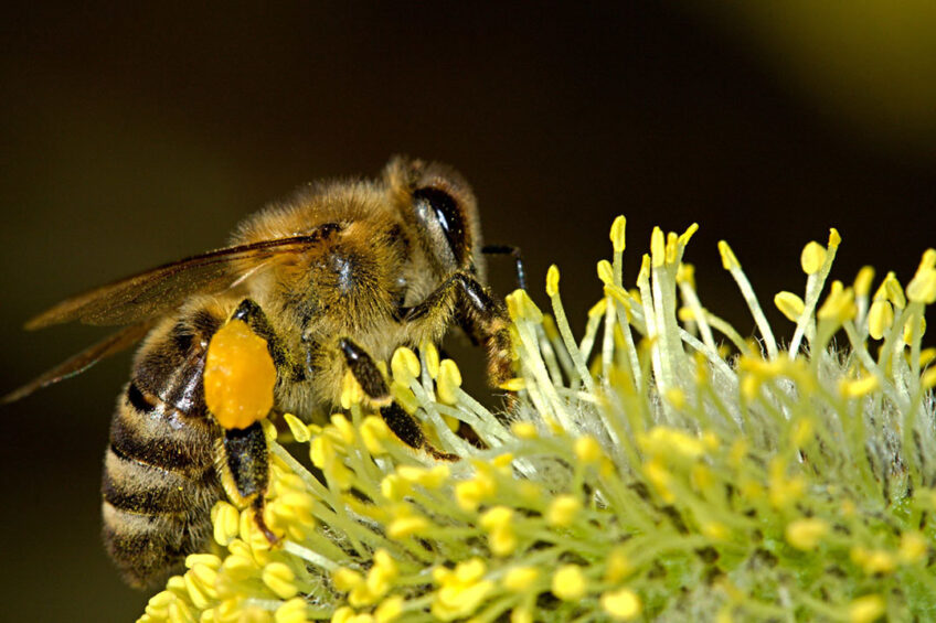 UK dairy farmers promoting insects