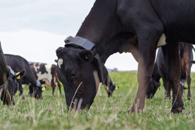 The Halter system uses an extensive data set to predict cow behaviour. Photo: Halter