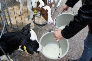 Strong heifers through optimised nutrition. Photo: Jan Willem Schouten