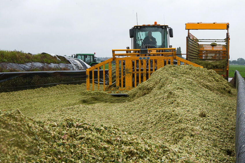 Silage clamps should be well cleaned out before adding fresh material again. In order to keep the oxygen out, the clamp walls should be lined with polythene sheeting. Photo: Ronald Hissink