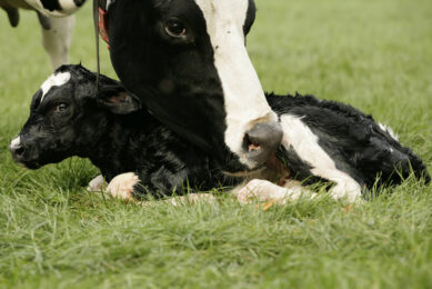 When cows are sick: Feed accordingly. Photo: Robin Britstra