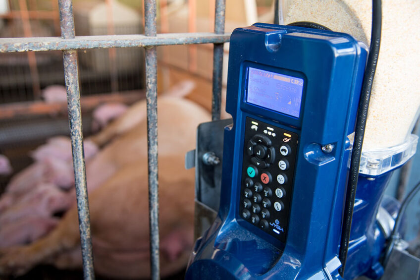 Feed management can be a viable method to increase the sows feed intake which can benefit milk production and improve litter performance. Photo: Amanda Lelis UFMG