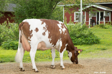 In the Nordic countries breeding for improved fertility has been taking place for more than 40 years. Photo: VikingGenetics