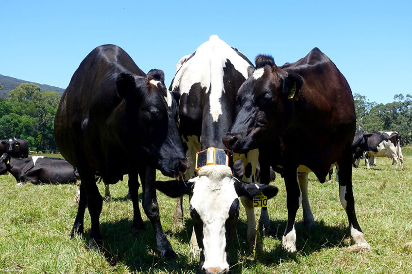 The benefits of virtual fencing. Photo: eShepherd