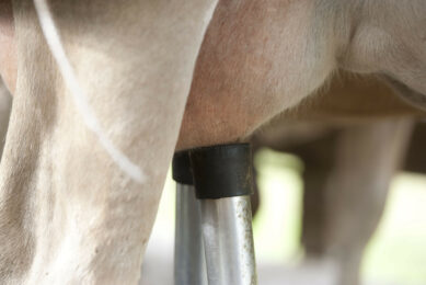 Failed udder health and fertility are two of the main reasons for cows to leave the herd. Photo: Mark Pasveer