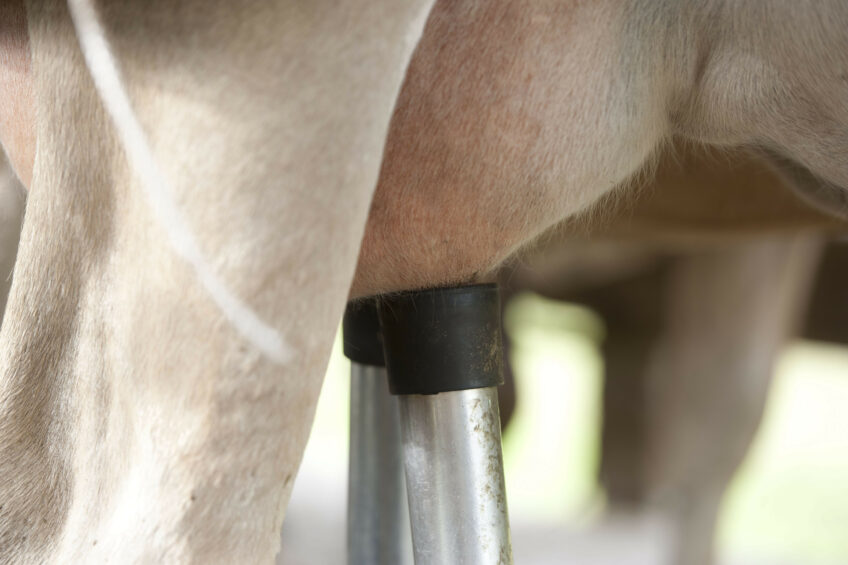 Failed udder health and fertility are two of the main reasons for cows to leave the herd. Photo: Mark Pasveer