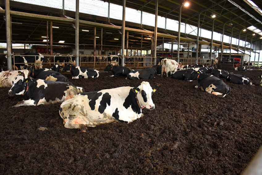 Fresh calved cows and older cows are kept in the pen bedded with woodchips. Photo: Chris McCullough