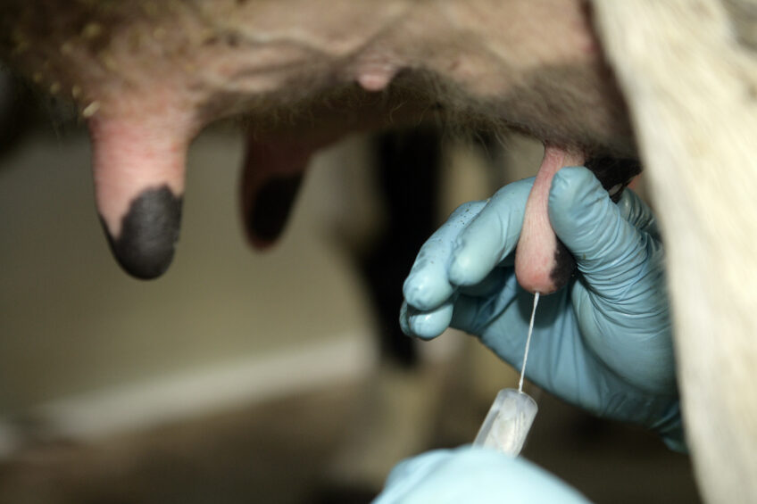 New solutions for mastitis control