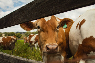 A challenge facing the organic dairy sector lies in making sure the supply of organic milk is in line with demand. Photo: Madeline Bowen