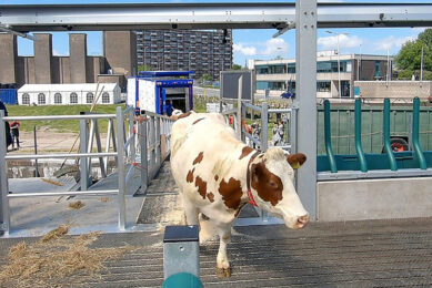 Cows enter world s first floating farm. Photo: Chris McCullough