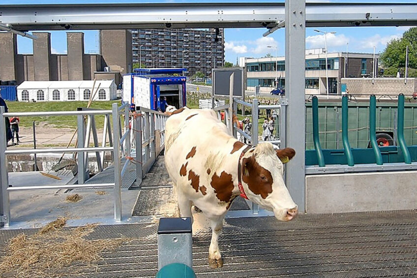 Cows enter world s first floating farm. Photo: Chris McCullough