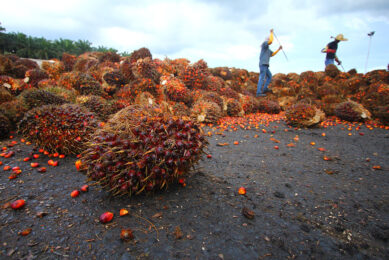 Judith Murdoch, sustainable palm oil expert, commented that  Simply omitting palm oil from products is a misguided approach to addressing a much larger problem." Photo: Shutterstock