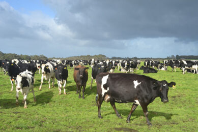 Coles has first began sourcing milk direct from farmers in Victoria and southern and central New South Wales in June 2019. Photo: René Groeneveld