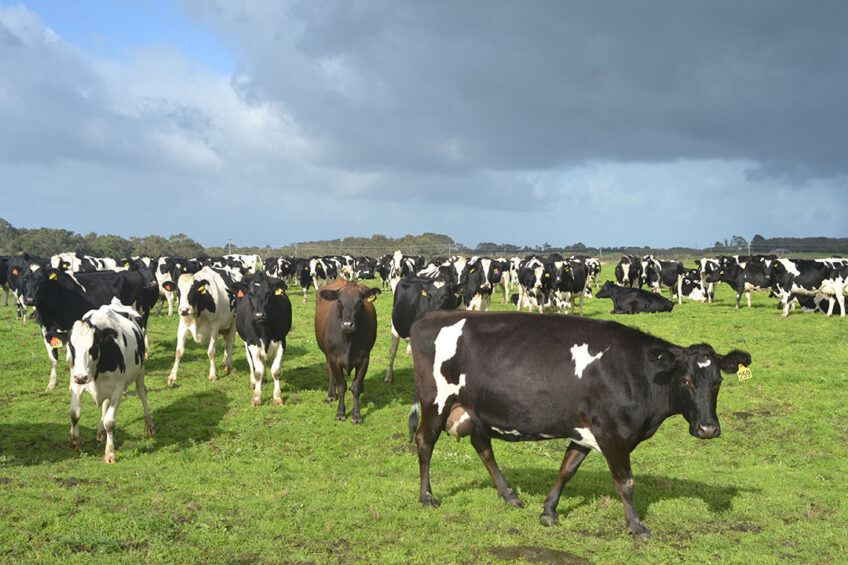 Coles has first began sourcing milk direct from farmers in Victoria and southern and central New South Wales in June 2019. Photo: René Groeneveld