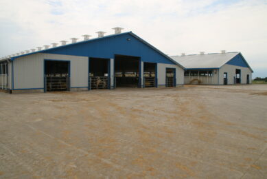 The cows are housed in large airy barns with several chimneys spaced along the ridge to give adequate ventilation. Photo: Stuart Lumb