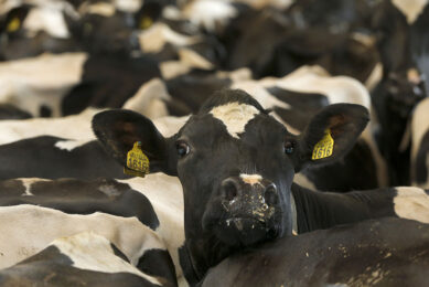 US farms are getting bigger. From 85 dairy cows per farm in 1995 to 234 in 2017. Photo: Henk Riswick