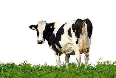 Studies show that due to the limited number of cows with methane (CH4) records, the accuracies of genomic estimated breeding values (GEBV) are low. Photo: Shutterstock