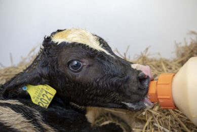 Tips for feeding new-born calves in winter. Photo: Anne van der Woude