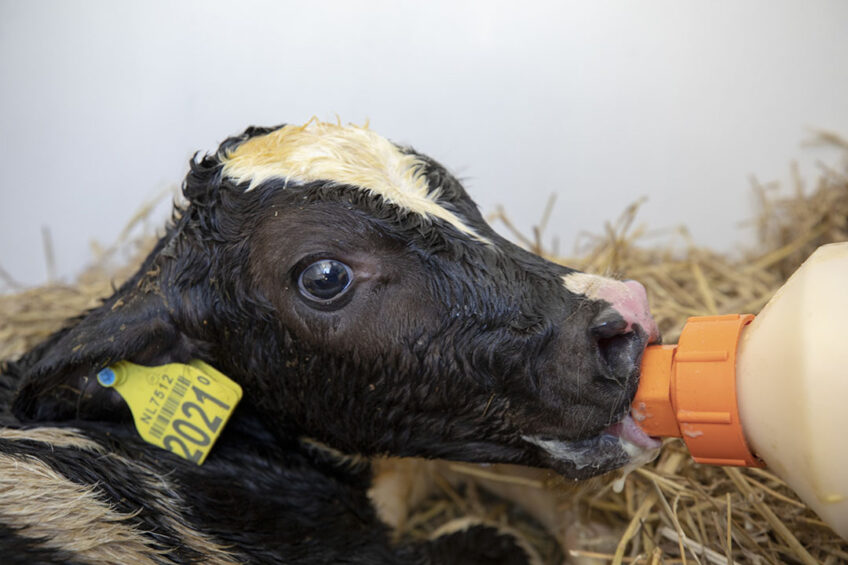 Tips for feeding new-born calves in winter. Photo: Anne van der Woude