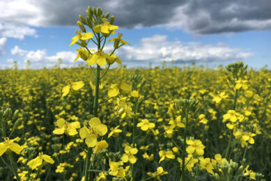Use of canola meal as a high-protein ingredient has increased in many countries. Photo: Canola Council of Canada