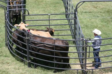 Using livestock scales to measure animal performance