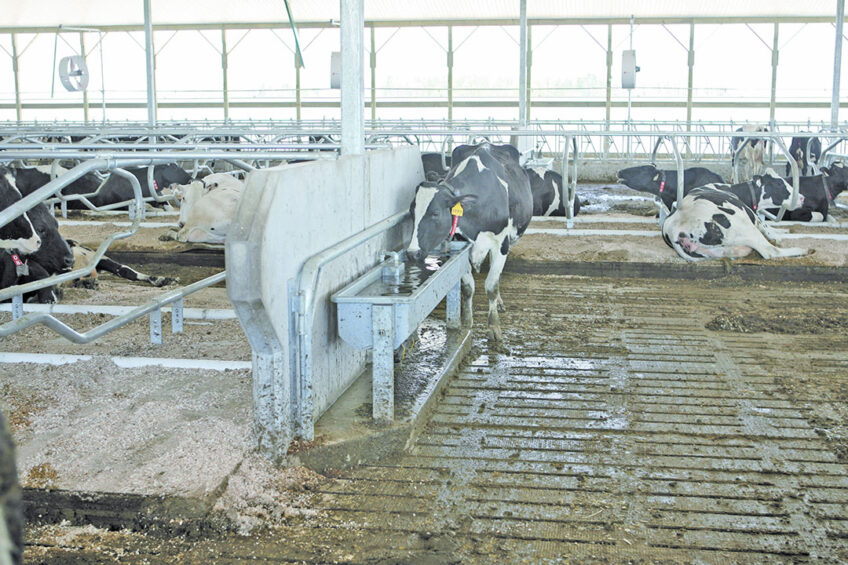 Troughs should be well stationed all over the barn with easy access. Photo: Roodbont