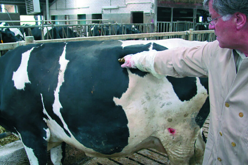 The condition of dry cows should not change. Photo: Roodbont Publishers