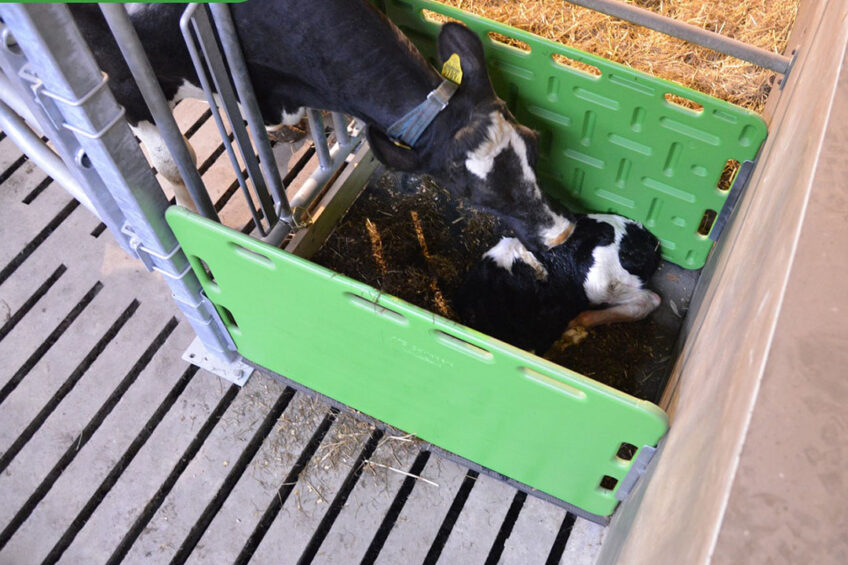 A great way to give a calf a flying start in life is to use a cuddle box. Photo: Ad Bal