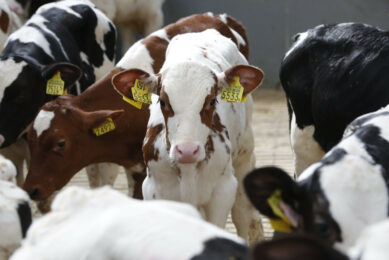 China opens for Dutch veal. Photo: Henk Riswick