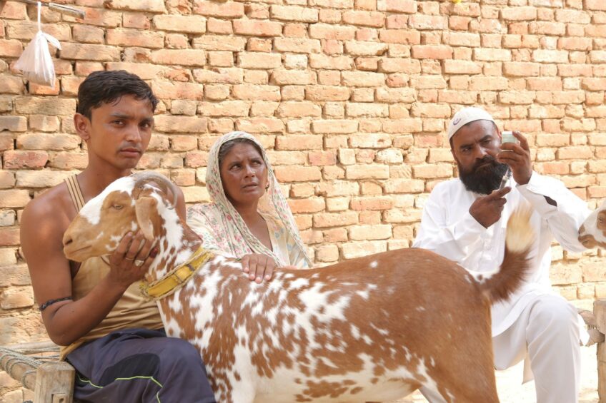 Bill Gates invests $	 40m in livestock vaccines. Photo: GALVmed