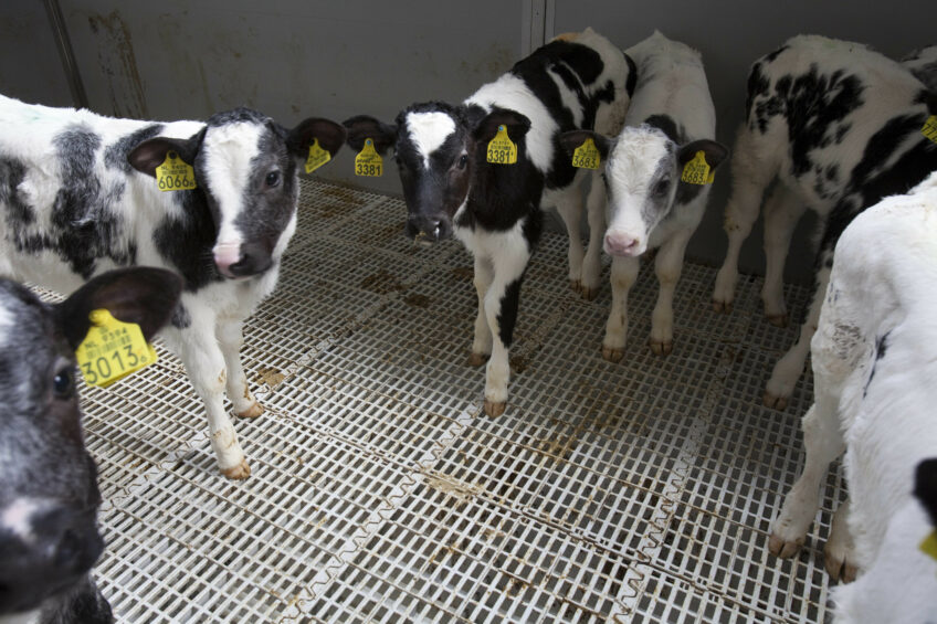 Remote weighing and data recording in calves. Photo: Jan Willem Schouten