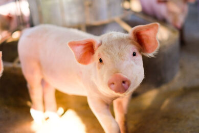 Weaning is one the most stressful event in a piglets life. A holistic approach is essential to weaning successfully. Photo: Chadino